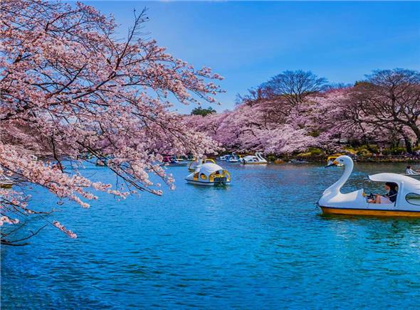 Hành Trình Nhật Bản Ngắm Hoa Anh Đào Đẹp Nhất 2023